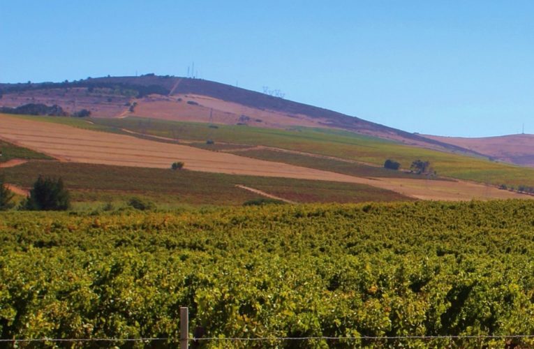 Agricoltura: riconversione vigneti, pubblicata graduatoria