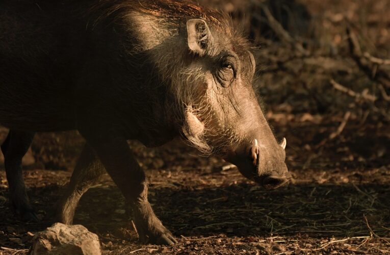 San Vito Chietino piano triennale di controllo del cinghiale