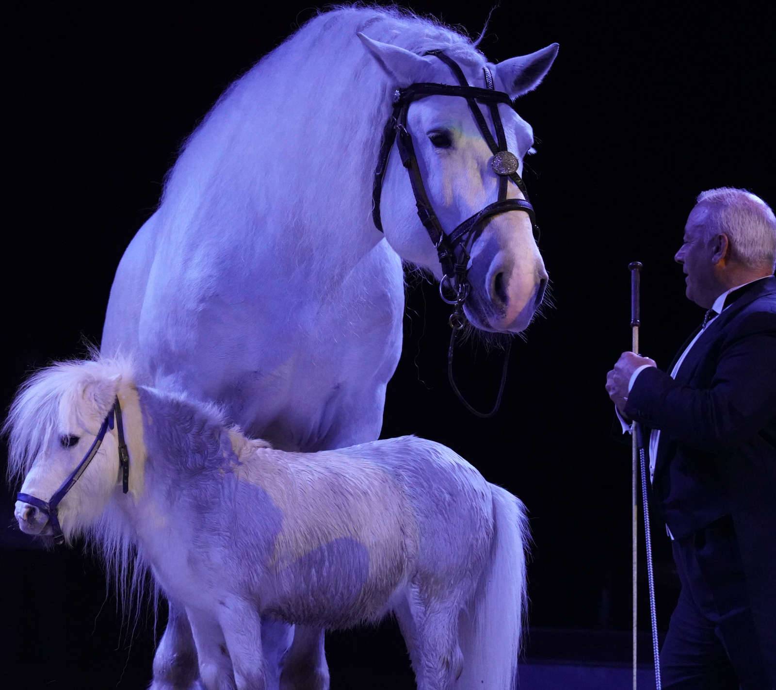 cavalli Circo Togni festeggia 150 anni a Pescara