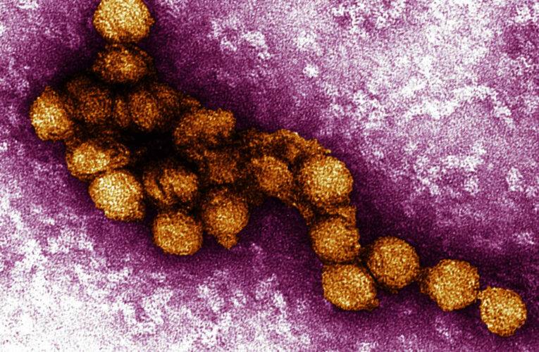 West nile agosto 2022:febbre nelle provincie italiane