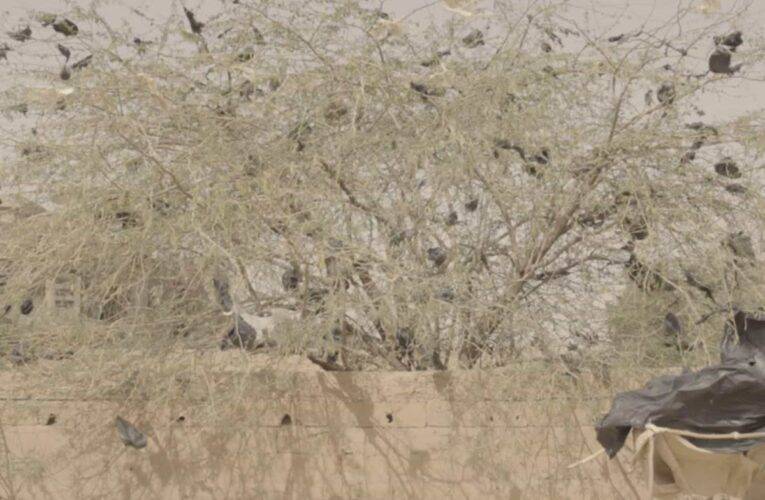 Assamanù di Setak vince la Targa Tenco 2024