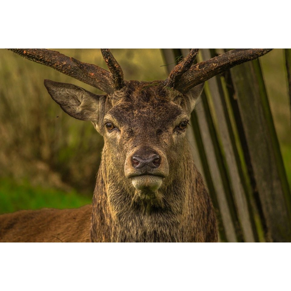 Il bramito dei cervi al tramonto, un canto d'amore presso Piazza Mazzocca a Farindola 21 settembre 2025 foto