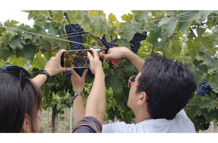 L’Abruzzo e i suoi vini protagonisti sul Tik Tok cinese